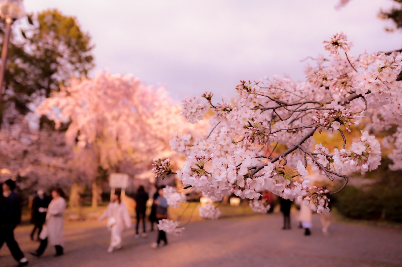 Travel to Japan
